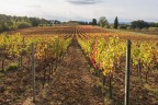 Lunga distesa.. Vigneti Toscani.2