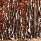 Foliage astratto