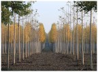 linee d'autunno