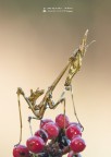 Empusa pennata1