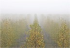 linee d'autunno
