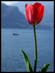 ...da bellagio2