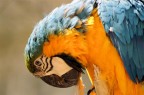 colori