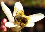 Ape su fiore di limone