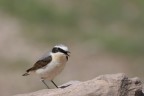 Culbianco (Oenanthe oenanthe)