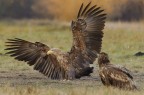 Aquila coda bianca