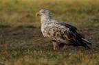 Aquila incanutita