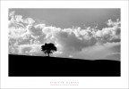 solitario