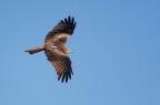 Nibbio reale (Milvus milvus)
