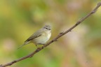 Lu-piccolo_DSC8714