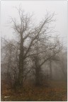 Quando la nebbia si f intensa..