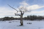 L'albero spoglio..