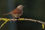 Passera scopaiola