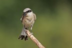 Averla piccola (Lanius collurio)