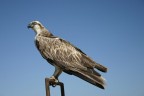 Falco pescatore