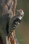 Picchio-rosso-minore_DSC5934