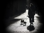 two dogs
