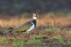 Pavoncella_DSC3035