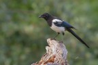 Pica-pica_DSC5213
