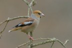 Frosone_DSC0792