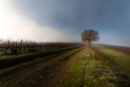 l'albero