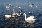 Una pizzetta contesa - Lago di Bracciano