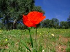 Papaveri rossi Papaveri rossi
