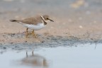 Corriere-piccolo-juv_DSC9316