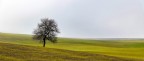 Crete senesi