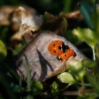 Senza nessuna pretesa riguardo la foto, ma fotografare gli insetti nel loro piano non mi lascia indifferente...
Consigli e critiche sempre accetti