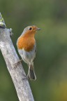 Robin