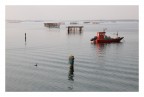 cormorano...