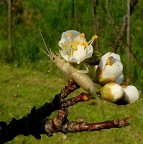 Solo per documentare una larva di forbicina.

kampes