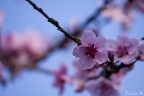 Primavera Primavera