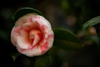 La prima Camelia La prima Camelia