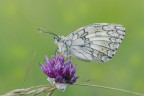 Melanargia-russiae_DSC1005 Melanargia-russiae_DSC1005
