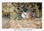 Ritratto in canale ,