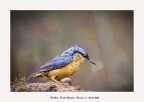 Canon Eos R, Canon 400mm 5,6 L
1/60 , f11 , iso 2500 ,