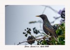 dati di scatto f 6.3 ,400 mm , 1/640 , iso 1000 
canon Eos R, Canon 400 mm f5.6