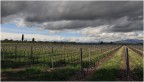 Custoza