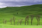 Alberi spogli nel Verde..