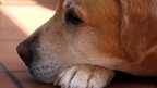 Cane 1
