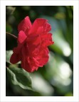 Non complicare un fiore