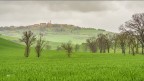 Alberi spogli in un mare di verde..