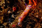 Un piccolo (15 mm) ma coloratissimo nudibranco, una lumachina di mare.
trovato nel Mar Piccolo a Taranto. 

Critiche e commenti welcome