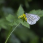Farfalla close up