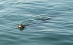 Foca nella Baia di Paracas