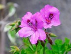 Fiori