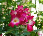 Colori di primavera