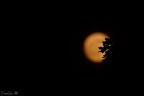 Una Luna timida, con le guaciotte rosse, che cercava di nascondersi.